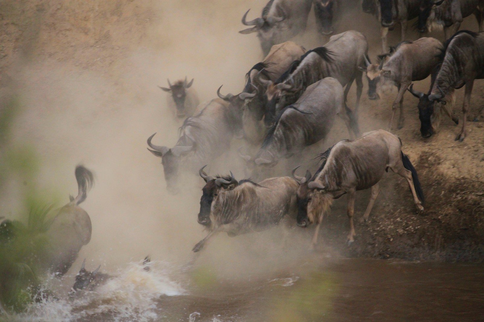 Wildebeest cross a river, creating a dust cloud.