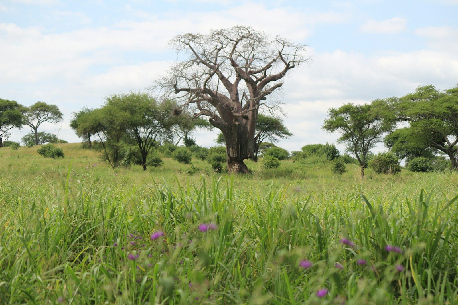 A grassy field with a tree in the background