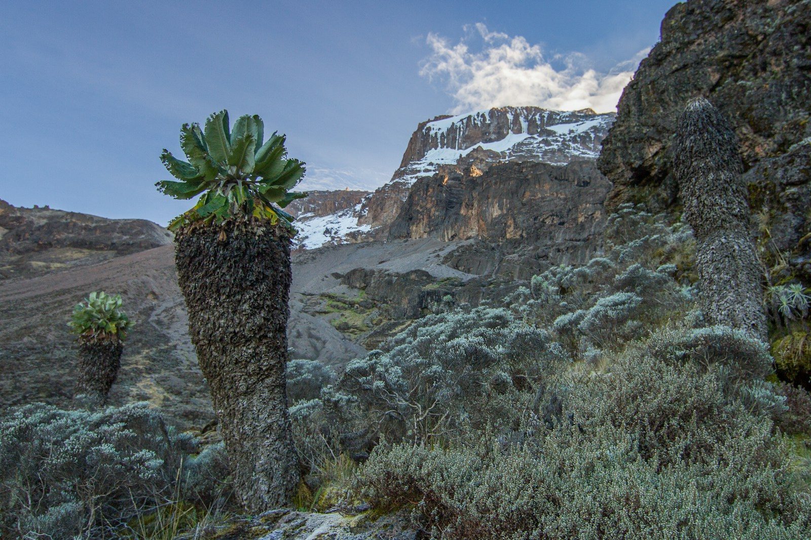 Giant plants on a rocky mountain slope with snow