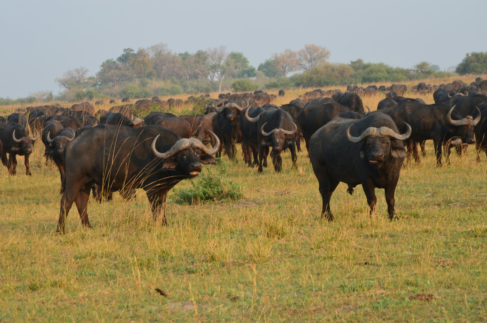 a large herd of buffalo standing on top of a grass covered field