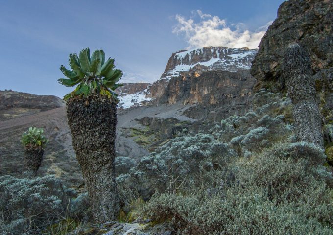 Giant plants on a rocky mountain slope with snow