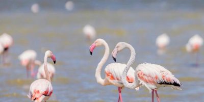 Flamingoes@lake
