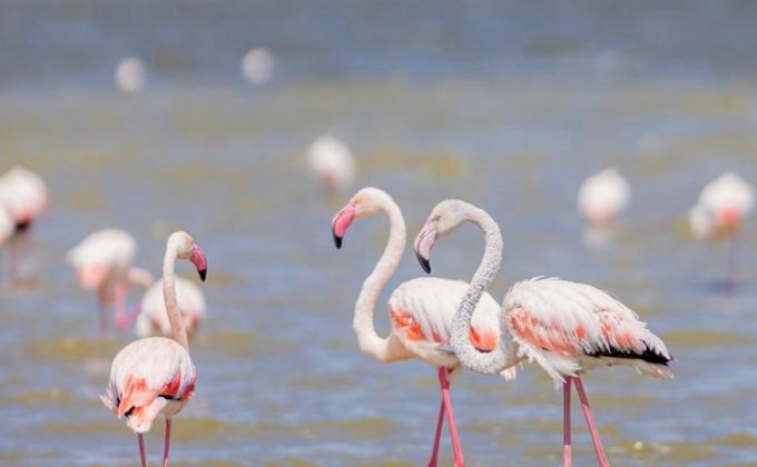 Flamingoes@lake