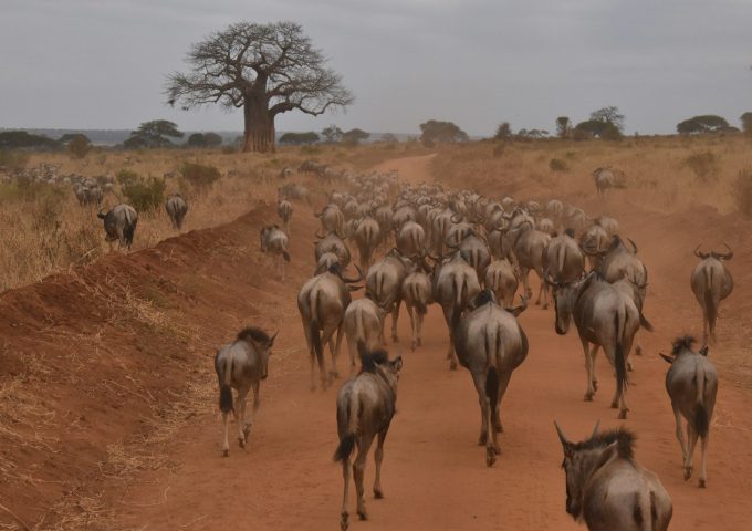 a group of camels walking on a dirt road