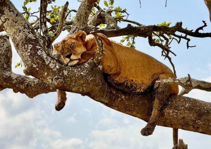a large brown animal laying on top of a tree
