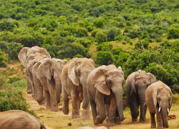 a herd of elephants walking down a dirt road