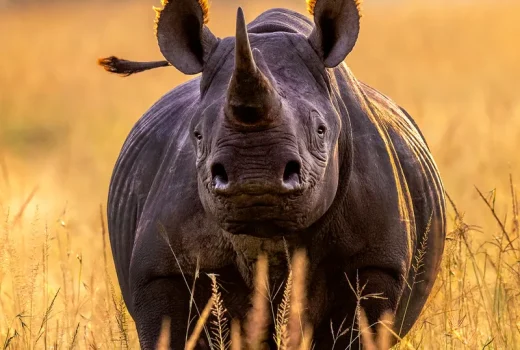 rhino