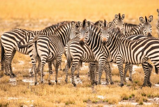 zebra on brown grass field during daytime
